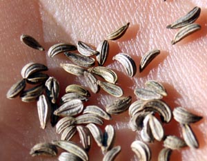 Germination of parsley seeds can be erratic.