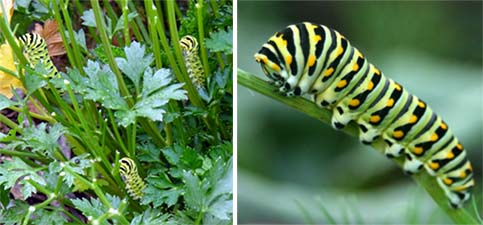 The larvae of black swallowtail feeding on parsley.