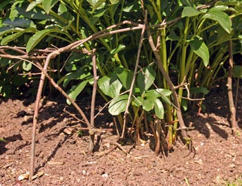 Pea-stakes hold up a peony at Kew Gardens, London.