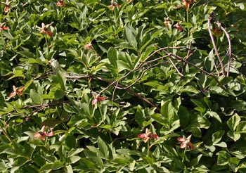 When placed properly, pea-stakes are barely visible once the plants reach their ultimate height.