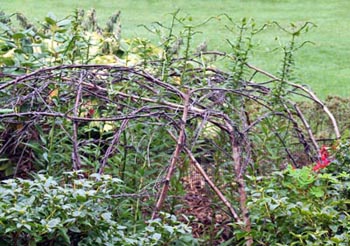 Pea-staking is a rustic method of staking plants.