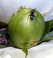 Ants frequent peony flower buds for the sap-like secretions.