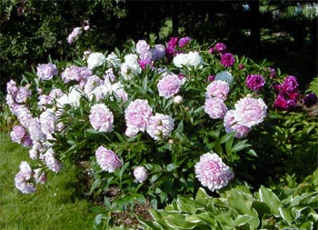 Peonies Long Lived Voluptuous Beauties Wisconsin Horticulture