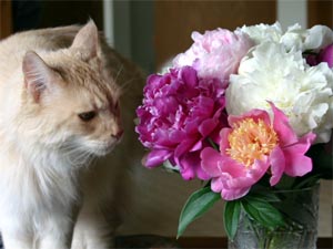 Peonies make good cut flowers.