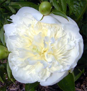 A white peony flower.