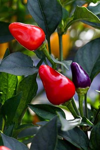 An experimental line of beautiful, tasty peppers. The purplish-blue fruit are immature; the red, mature.