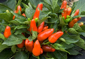 'Tangerine Dream'a sweet, edible, ornamental pepper.