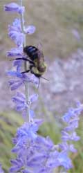 Bees are a common visitor to the flowers of Russian sage.