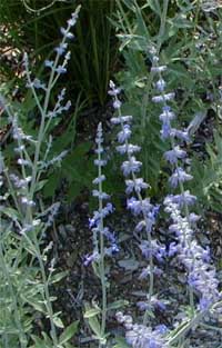 Russian sage may be slow to establish, but then is a tough garden plant.