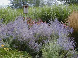 Russian sage is a great addition to the border, blooming in late summer.