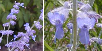 Russian sage produces small blue flowers on long spikes.