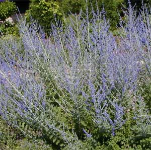 Russian sage blooms for up to 2 months.