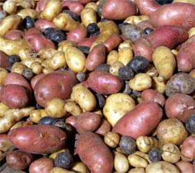 Potatoes - a variety of shapes and colors.