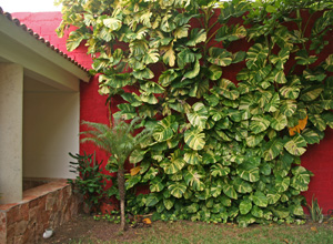 Variegated pothos covering a wall in Mexico.