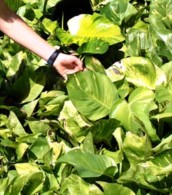 The leaves of pothos grow much bigger as they mature.