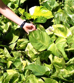 Epipremnum aureum, Epipremnum pinnatum var. Aureum, Scindapsus aureus,  Pothos aureus, Pothos, Money Plant