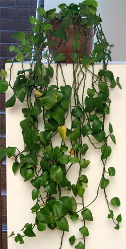 Pothos, Epipremmum aureum – Wisconsin Horticulture