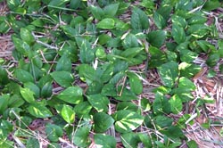 Pothos is grown as a ground cover in tropical climates.