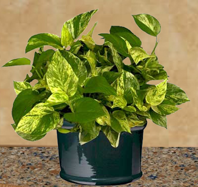 Pothos is easy to grow as a houseplant