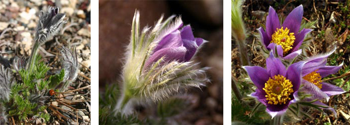 Les fleurs commencent à émerger avant que les feuilles ne sortent complètement, et fleurissent dans des nuances de violet.