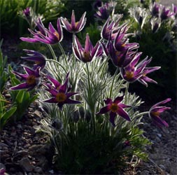 La flor de la pulsatilla es una planta de bajo crecimiento.