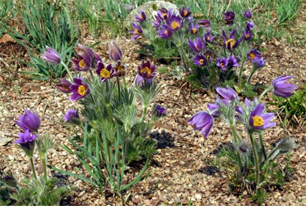 Pasque flower is one of the earliest blooming perennials.