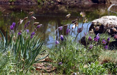 Pasque flower è una buona aggiunta al giardino roccioso.