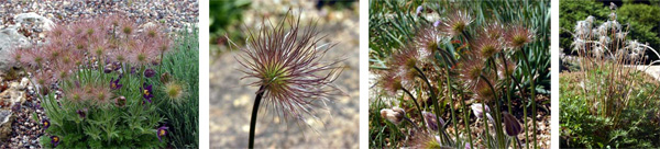 The feathery seed heads are produced and remain on the plant, looking quite ornamental, for several weeks before being dispersed by the wind.