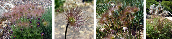 Les têtes de graines plumeuses sont produites et restent sur la plante, d'aspect tout à fait ornemental, pendant plusieurs semaines avant d'être dispersées par le vent.