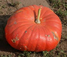 Pumpkin 'Rouge Vif dEtampes