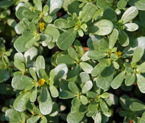 Purslane in full flower.