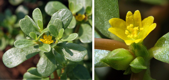 Each inconspicuous yellow flower only blooms for a short time.