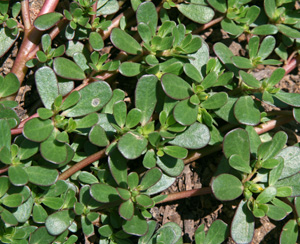 The fleshy leaves are borne on reddish stems.