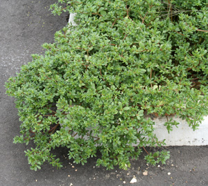 Common purslane.