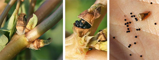 The seed pods contain numerous small seeds.