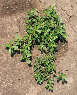 edible purslane