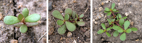 A seedling of common purslane (L) and small plants, just beginning to branch (C and R).