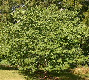 Redbud forms a rounded shape if grown in the open.