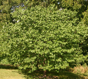 eastern redbud tree in summer