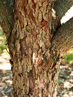 eastern redbud tree bark