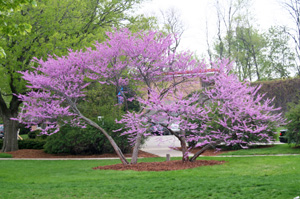 eastern redbud tree in summer