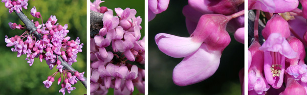 Flowers are produced in dense clusters along the branches (L and LC). Each typical pea-like flower (RC) has five petals and 10 stamens (R).