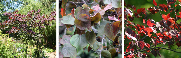 The eastern redbud cultivar Forest Pansy has reddish leaves (L and R) that change to dark green in summer (C).