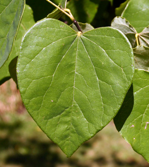 The leaves are usually heart-shaped.