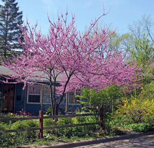 Redbud is common in residential landscapes.