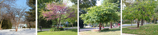 A redbud tree through the seasons: winter (L), spring (LC), early summer (RC) and early autumn (R).