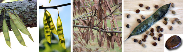 Flowers are followed by flat, pea-like pods (L) with 4-12 flat seeds (LC). The pods eventually mature to brown (RC) and eventually release the many seeds (R).