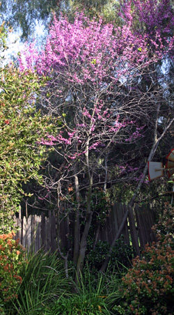 Western redbud in a backyard in California.