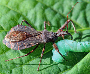 Reduviid bug feeing on Manduca larva. Photo by Dan Mahr, UW-Madison.