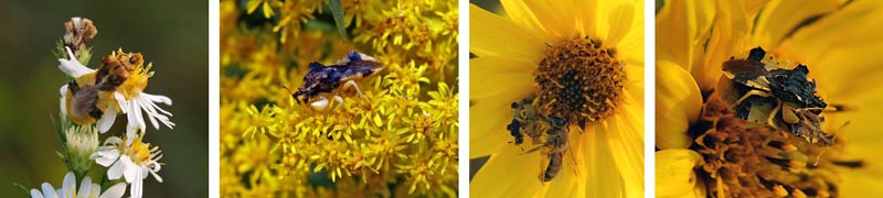 Ambush bug, Phymata americana, on various flowers. Mating pairs (R), with captured bee (RC).